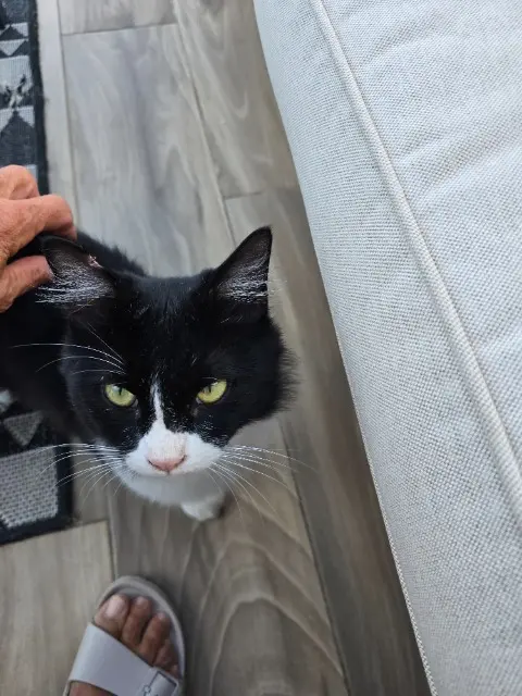 chat found   20220 Santa-Reparata-di-Balagna Felix