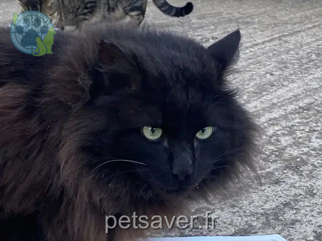 chat found   20290 Borgo Inconnu