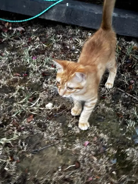 kater gevonden 31140 Launaguet Inconnu kater found 31140 Launaguet Inconnu