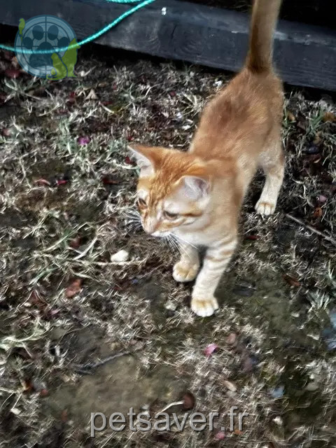 gato encontrado 31140 Launaguet Inconnu gato found 31140 Launaguet Inconnu
