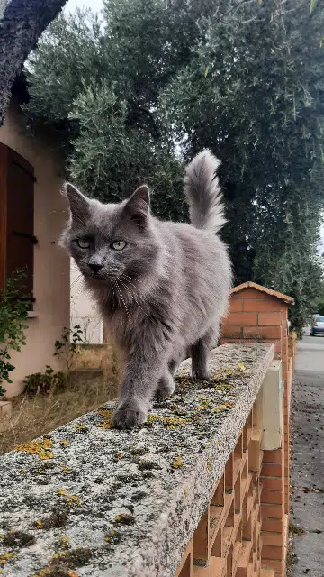 chat found    Toulouse Pline