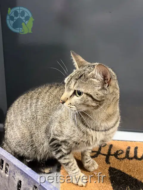 chat found   31780 Castelginest 