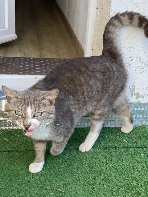 chat found   32120 Mauvezin Je ne sais pas
