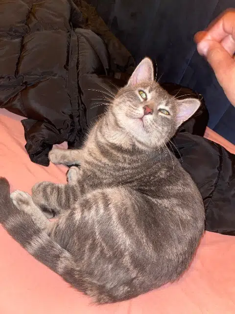 chat found    Bordeaux Chat