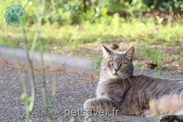 Chat Trouvé 33 Gironde Chat Trouvé 33 Gironde