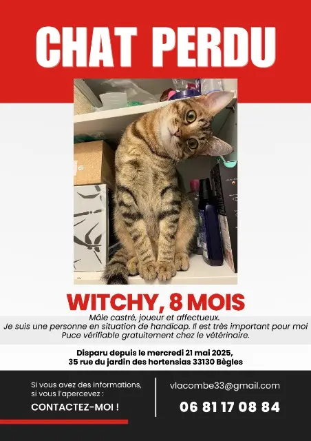 chat found   33130 Bègles Witchy