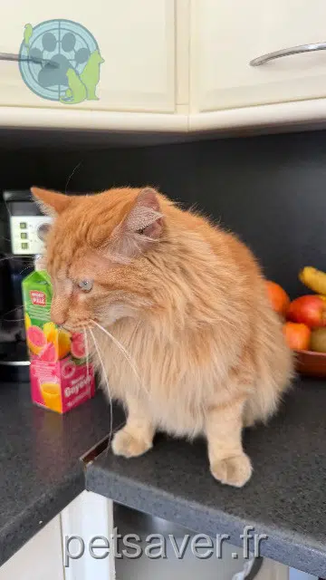 chat found   34170 Castelnau-le-Lez Nom inconnu