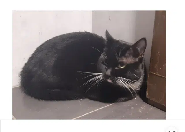 chat found    Rennes Estelle le clech