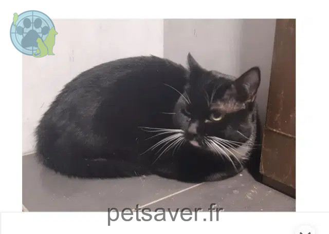 chat found    Rennes Estelle le clech