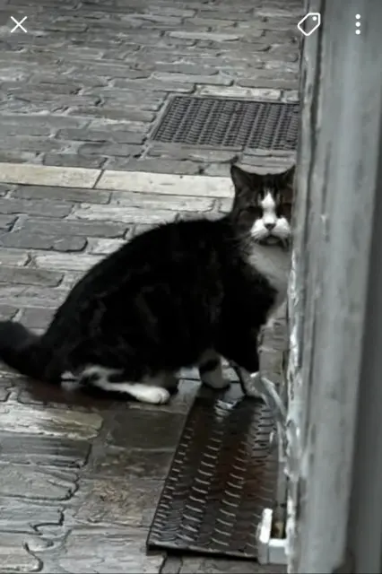 chat found   36000 Châteauroux Chat