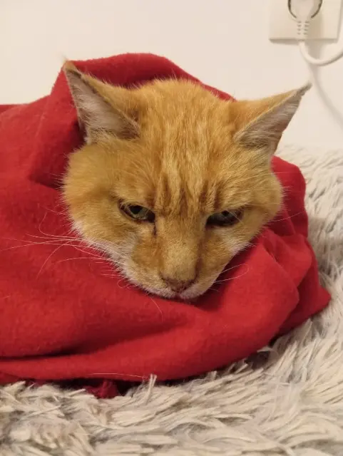 chat found   38370 Les Roches-de-Condrieu Ignoré