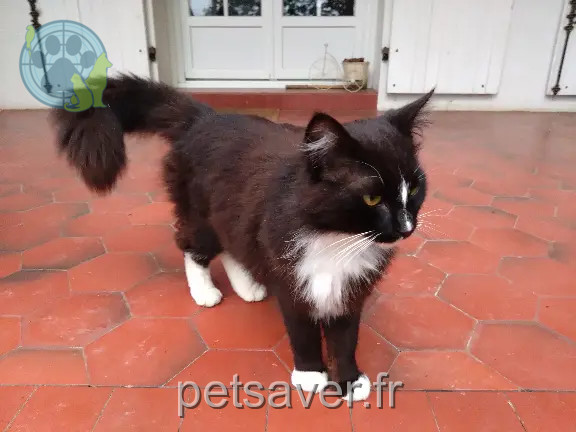 Chat Trouvé 40 Landes Chat Trouvé 40 Landes
