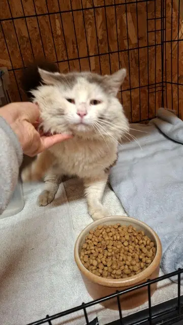 chat found   40410 Saugnac-et-Muret Armelle lefebvre