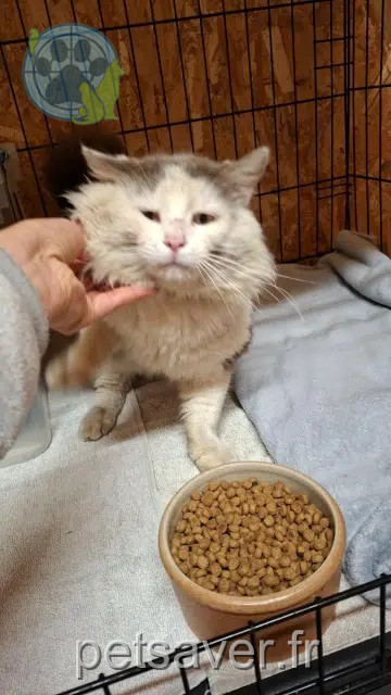 chat found   40410 Saugnac-et-Muret Armelle lefebvre