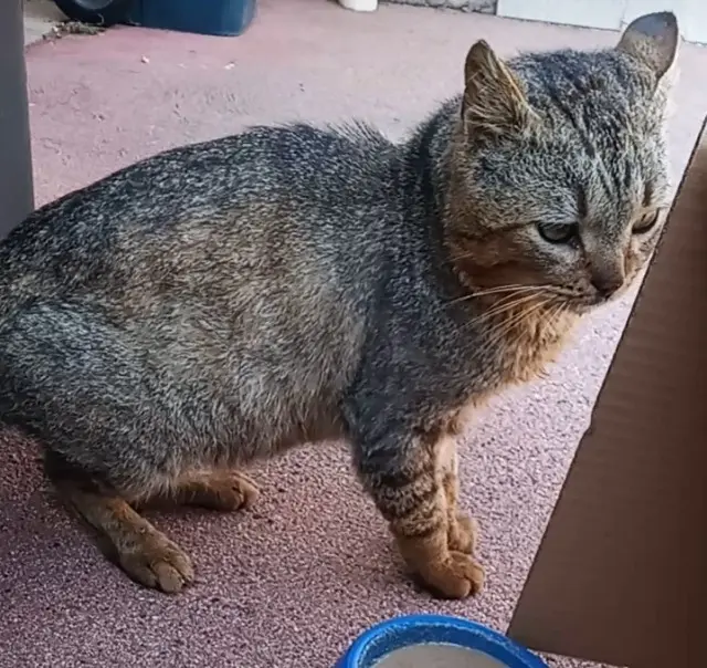 Kater gefunden Saint-Étienne Inconnu Kater found Saint-Étienne Inconnu