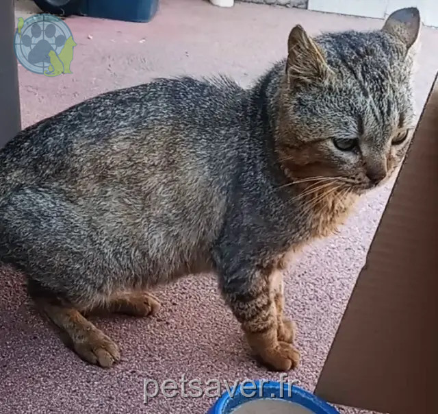 gato encontrado Saint-Étienne Inconnu gato found Saint-Étienne Inconnu