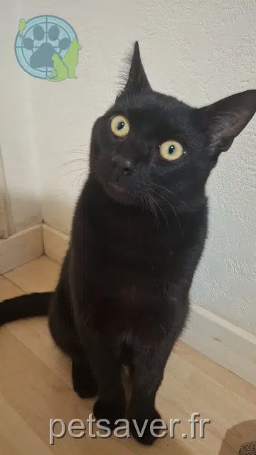 kater found   45400 Fleury-les-Aubrais Ash