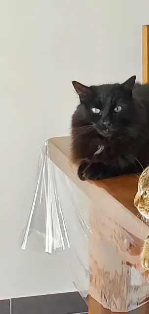 gatto trovato Val-d'Erdre-Auxence Riggs gatto found Val-d'Erdre-Auxence Riggs