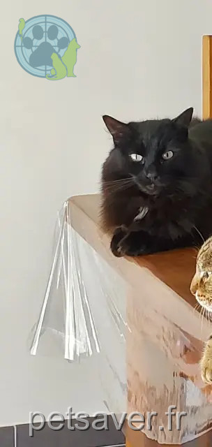 gato encontrado Val-d'Erdre-Auxence Riggs gato found Val-d'Erdre-Auxence Riggs