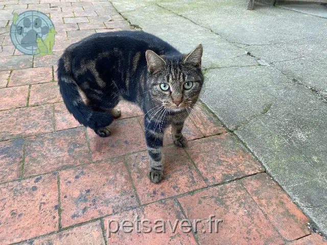 gato found   52220 Sommevoire Nom inconnu