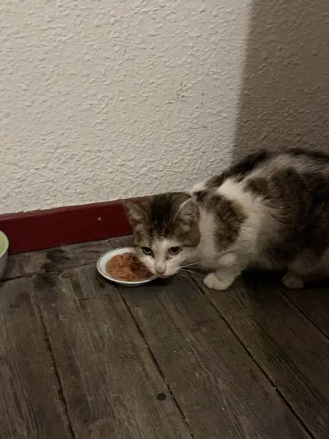 chat found    Metz Chat