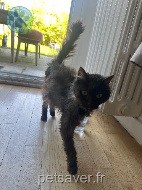 chat found    Metz Nom inconnu