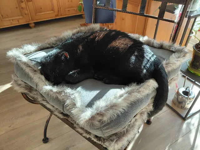 chat found   57950 Montigny-lès-Metz Petibou