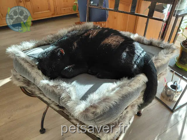 gato encontrado 57950 Montigny-lès-Metz Petibou gato found 57950 Montigny-lès-Metz Petibou