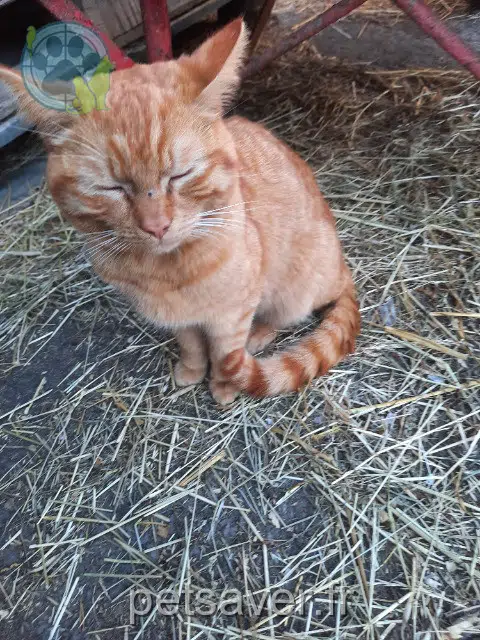 chat found   59320 Emmerin Isabelle langlet