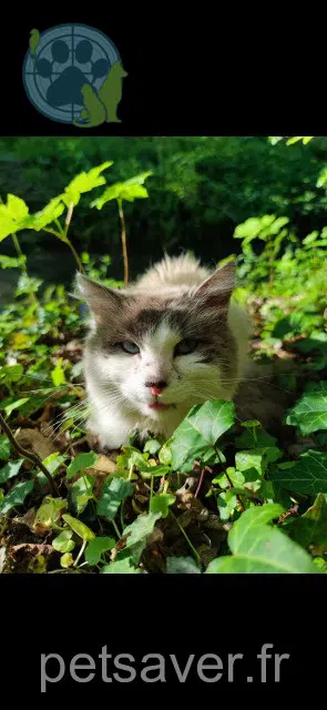 chat found   59190 Morbecque Sarah boux