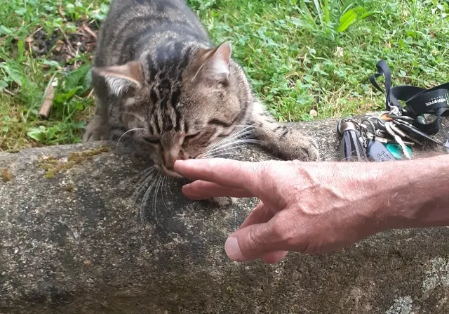 chat found   60870 Rieux Pasdenom
