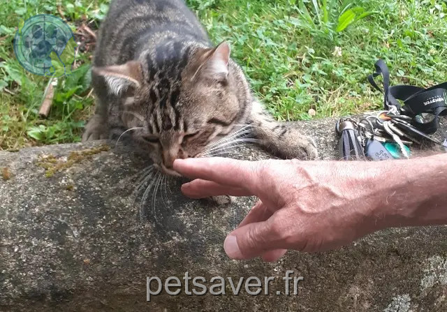 chat trouvé 60870 Rieux Pasdenom chat found 60870 Rieux Pasdenom