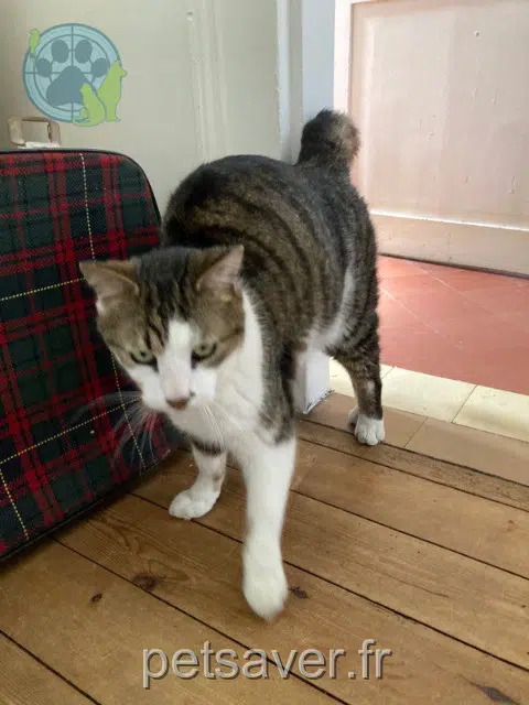 chat found 60600 Clermont Pepito