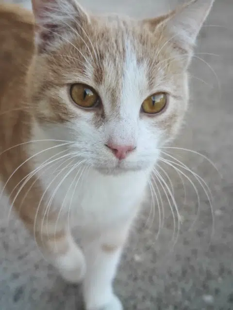 chat found   62610 Rodelinghem Inconnu