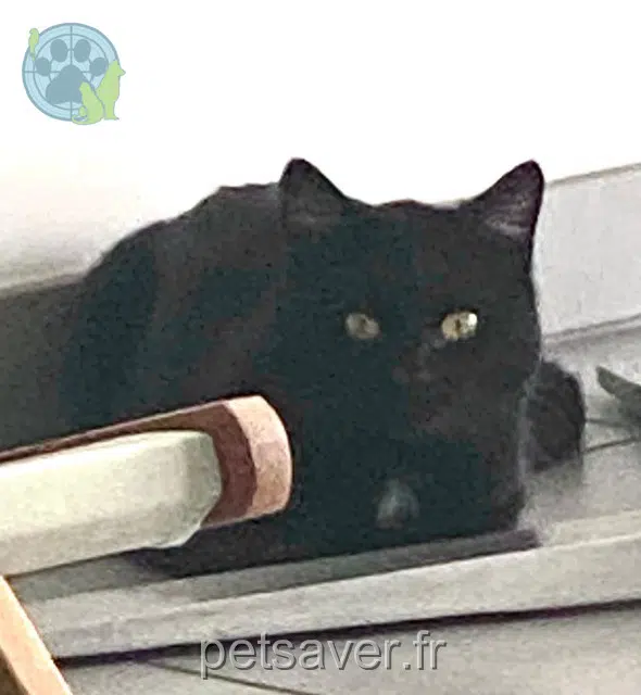 Kater gefunden 64800 Beuste Chatnoir Kater found 64800 Beuste Chatnoir