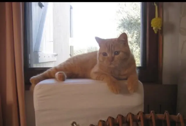 chat found   65700 Maubourguet Bubu