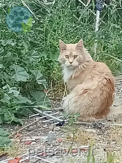 chat found    Perpignan Thor