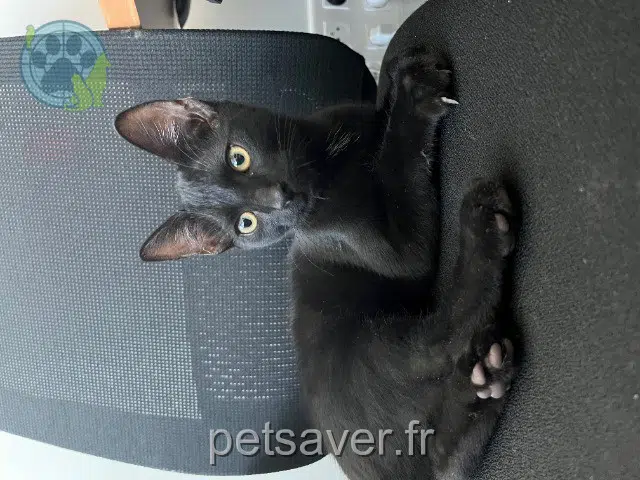 chat found 67202 Wolfisheim 