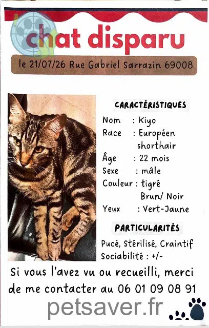 chat trouvé Lyon Kiyo chat found Lyon Kiyo