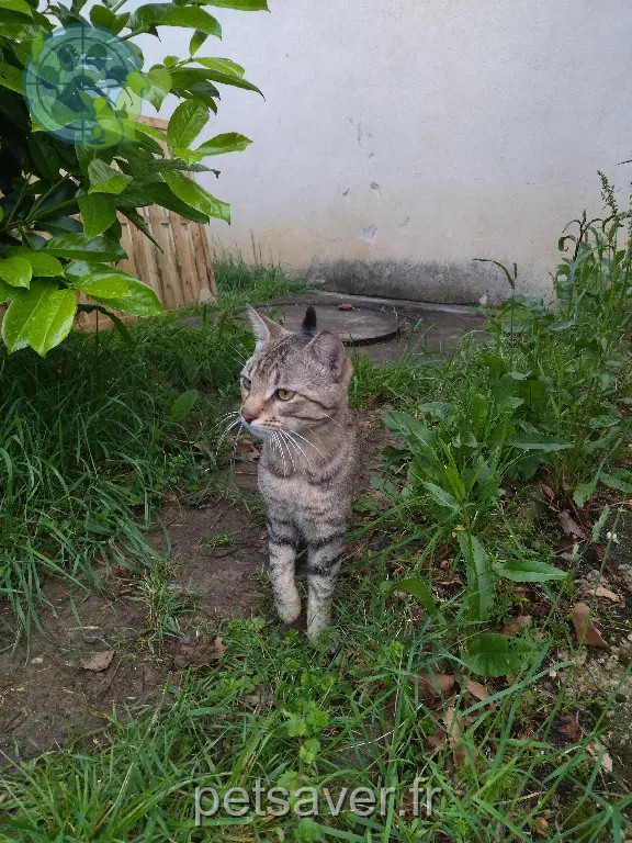 Chat Trouvé 71 Saône-et-Loire Chat Trouvé 71 Saône-et-Loire