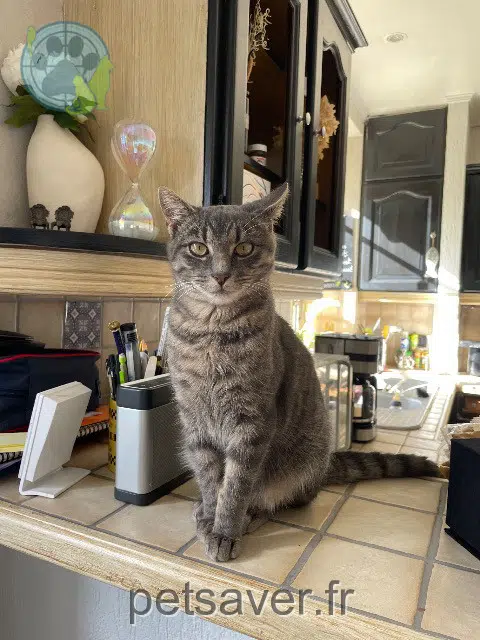 gato found    Paris Charles