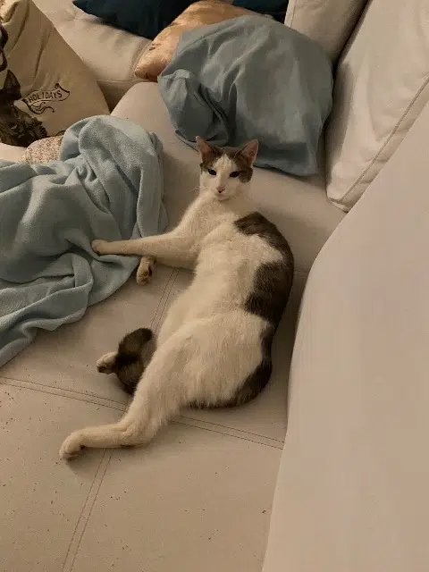 chat found   77185 Lognes Dyson