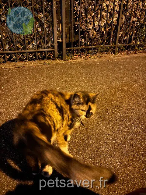 chat found   77100 Meaux Nom inconnu
