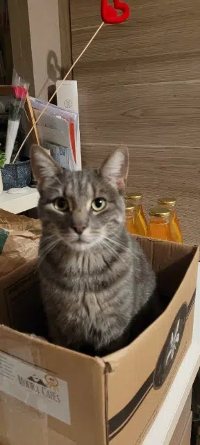 chat found   78310 Maurepas Tona