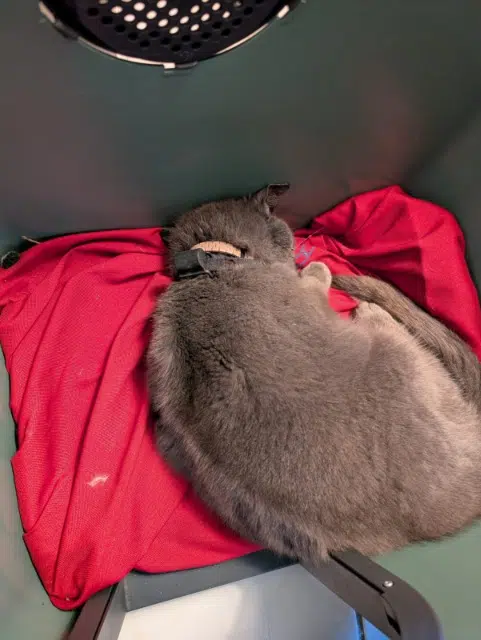 chat found   79370 Aigondigné Inconnu