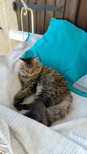 chat found   86490 Beaumont Saint-Cyr Tigrou