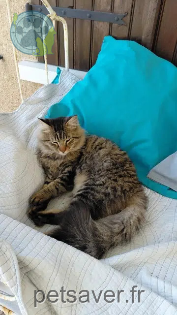 chat found   86490 Beaumont Saint-Cyr Tigrou