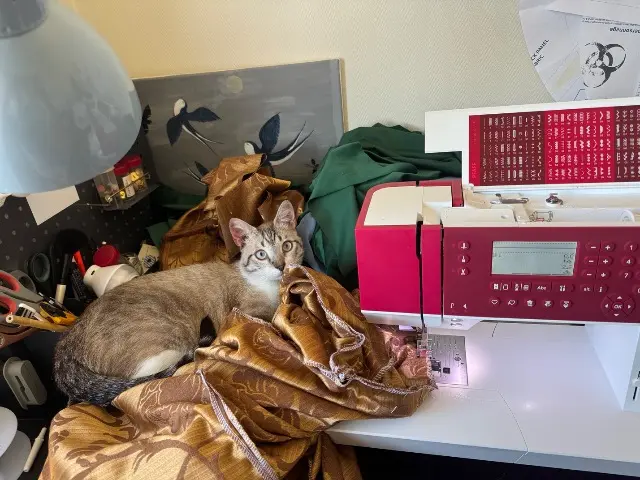 chat found   86000 Poitiers Etghat
