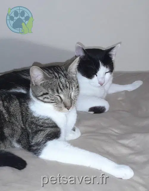 chat found   91280 Saint-Pierre-du-Perray Forest