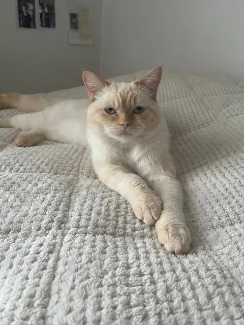 chat found   92100 Boulogne-Billancourt Apollon